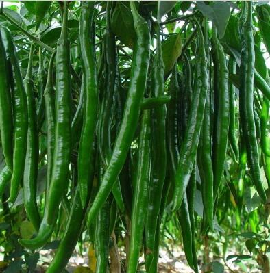 泌陽(yáng)批發(fā)黃皮線(xiàn)椒苗\確山培育辣椒苗基地2024